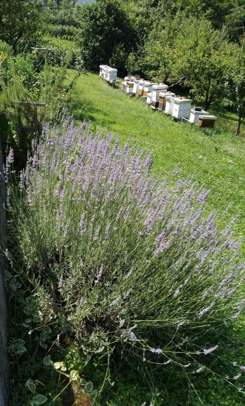 Guest House Bee Visoko Eksteriør billede